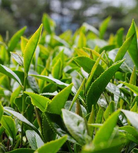 杉林溪高山茶-龍鳳峽4